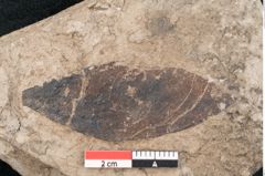 Foto (Detailansicht) von Cassia hyperborea Unger (NHMW-GEO-2024-0188-8049)